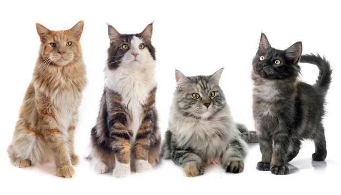 Four Maine Coon cats on a white background