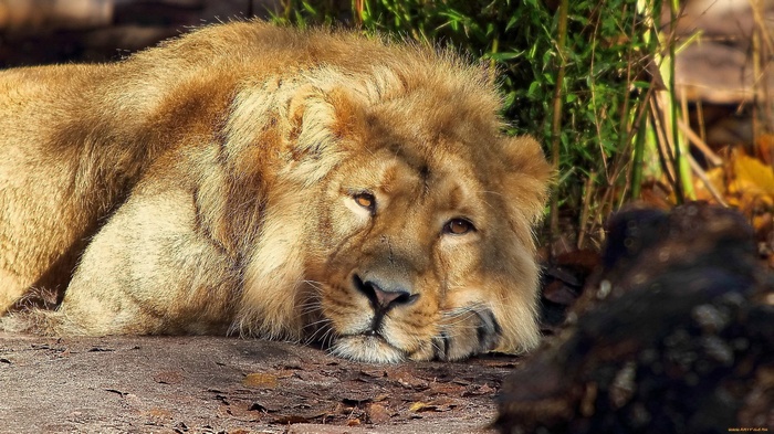 Lion resting in a natural habitat