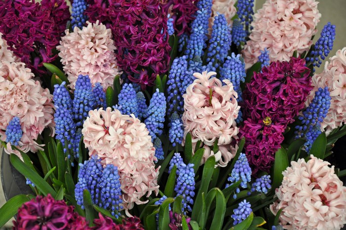 Hyacinths and Muscari flowers in a close-up view
