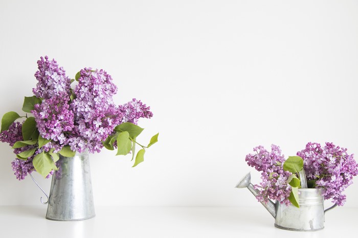 Lilac flowers in watering cans
