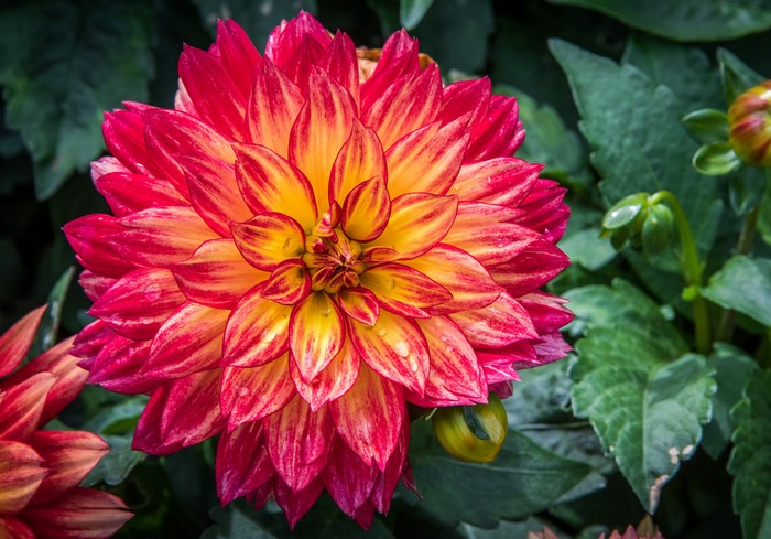 Close-up of a red and yellow dahlia flower