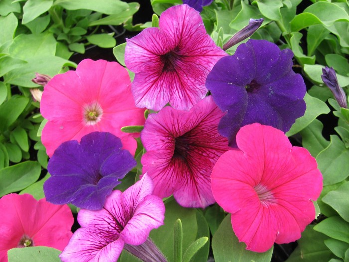 Close-up of pink and purple petunias