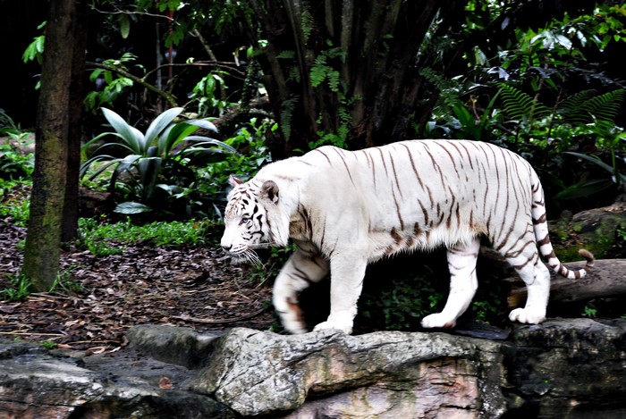 White tiger walking in a forest