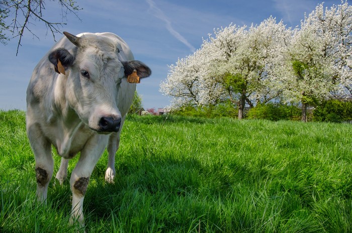 Cow in a green field with blooming trees