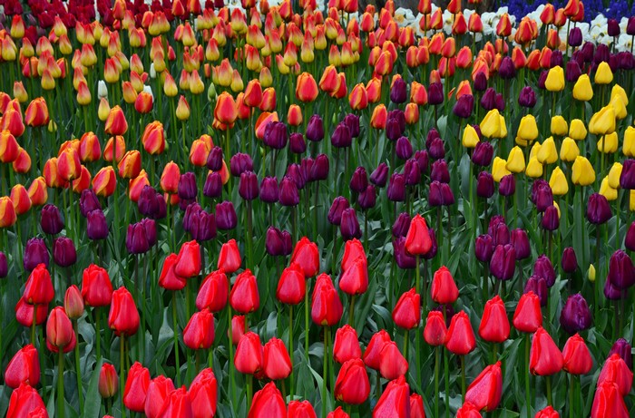 4K Multicolor Tulips Field
