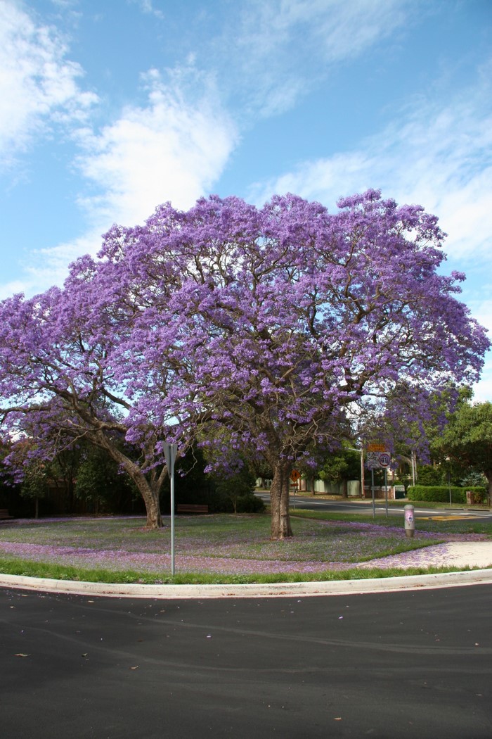 Jacaranda trees in bloom on a street corner