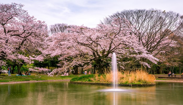 4K Yoyogi Park Pond with Cherry Blossoms in Tokyo
