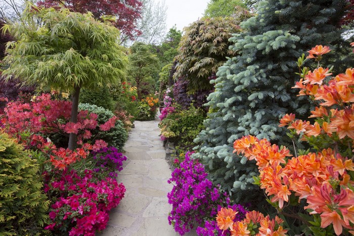 Garden path with rhododendrons and trees in England