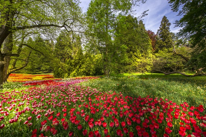 Tulip Field on Mainau Island, Germany