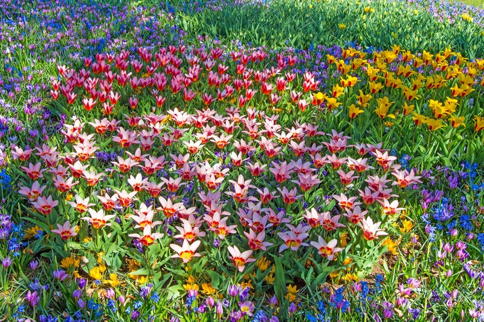 4K Multicolor Tulips Field