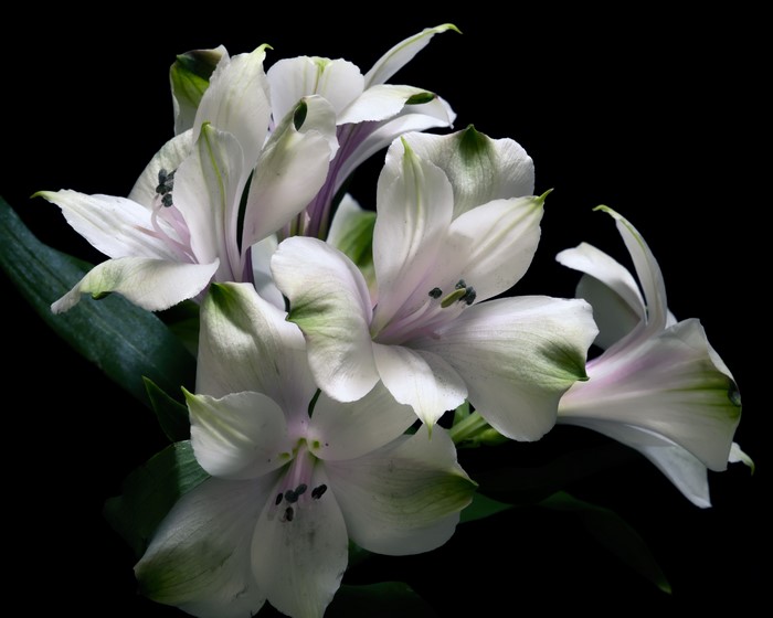 White Alstroemeria flowers on black background
