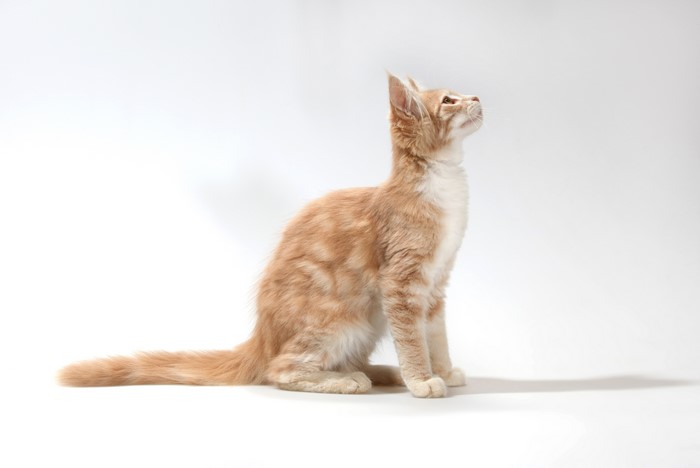Orange tabby kitten sitting and looking up