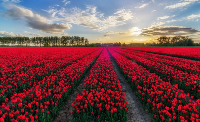 Field of Red Tulips at Sunset
