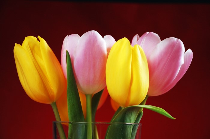 Yellow and pink tulips in a vase