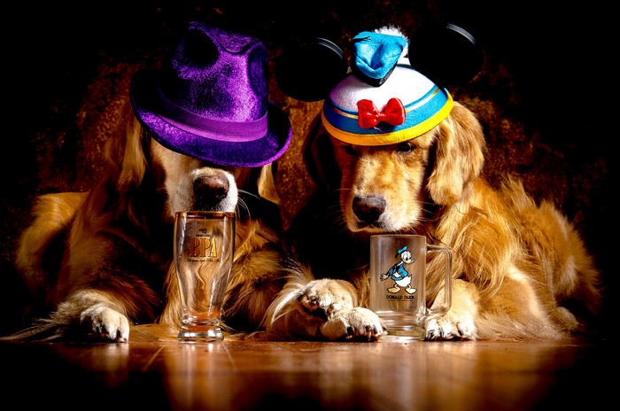 Two Golden Retrievers wearing hats and holding glasses