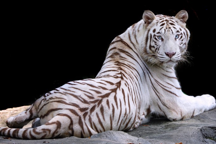White tiger with blue eyes on a black background
