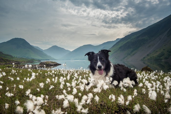 Border Collie dog in a field of cotton grass with mountains and lake