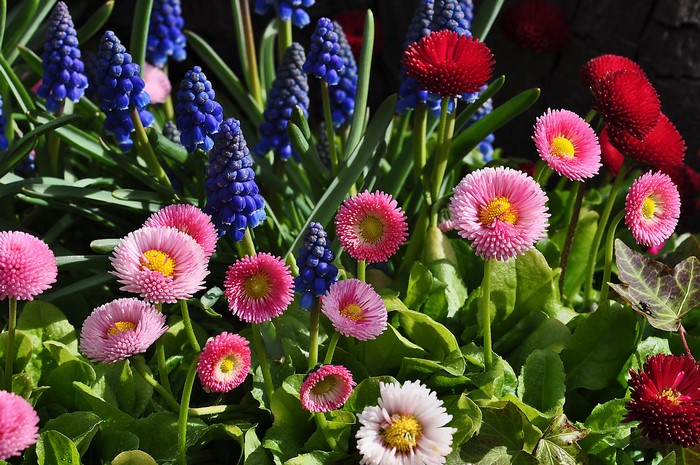 Pink and red daisies with blue grape hyacinths