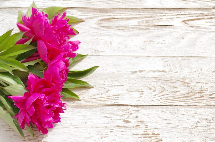 Pink Peonies on White Wood Planks