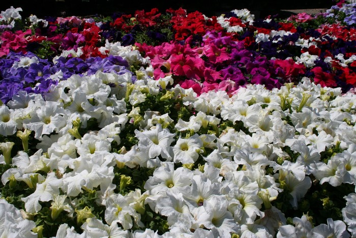 A bed of colorful petunias in bloom