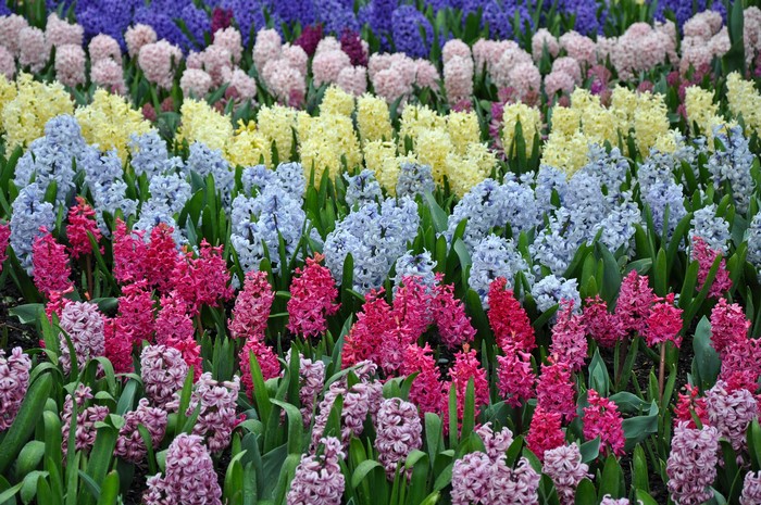 Rows of colorful hyacinths in bloom
