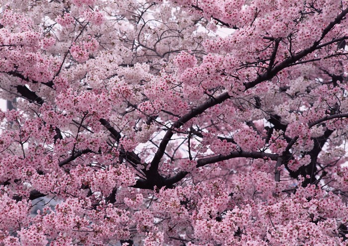 Pink Cherry Blossoms on Tree Branches