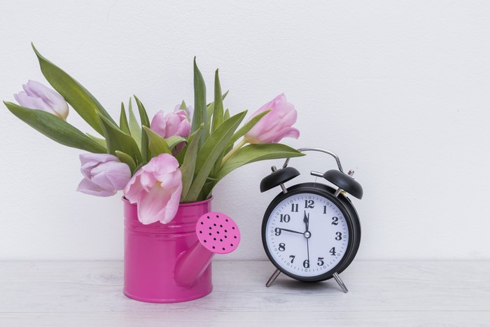 Pink Tulips in Watering Can with Alarm Clock