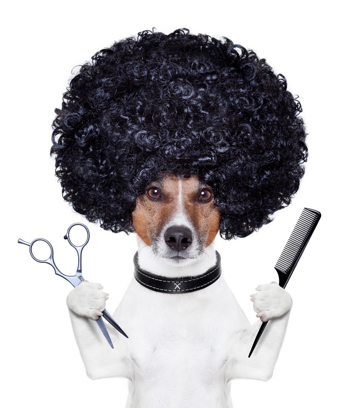 Dog with afro wig and barber tools