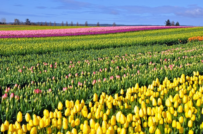 Rows of colorful tulips in a field