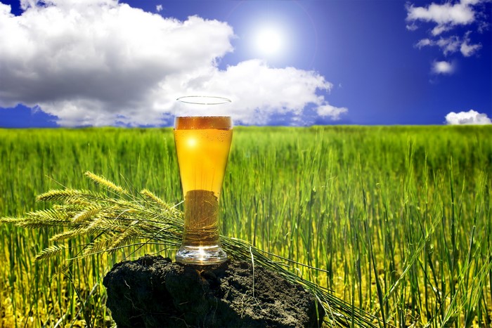 Glass of beer in a field with wheat