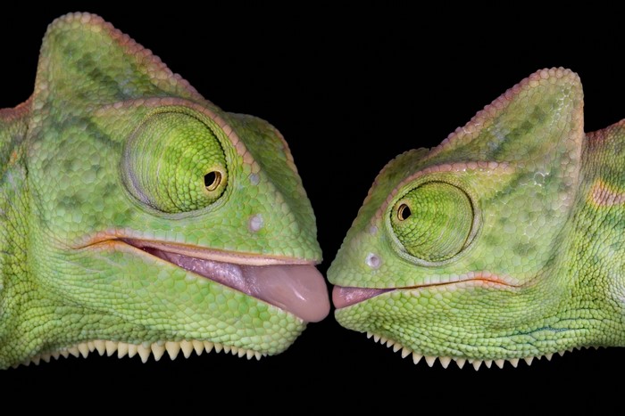 Two Chameleons with Tongues Extended