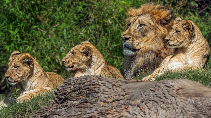 Lion family resting on grassy hill