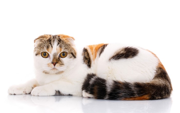 Scottish Fold Cat with Calico Fur