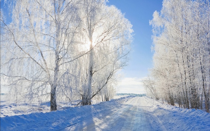Snowy road lined with frost-covered trees under a blue sky