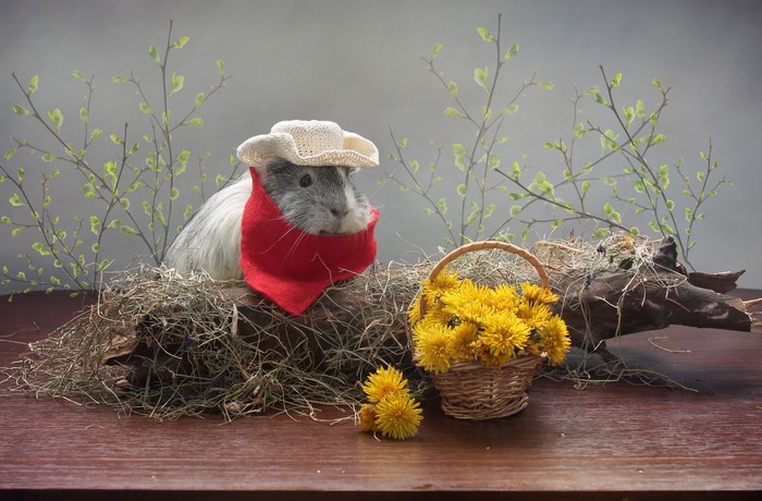 Guinea pig in a cowboy hat with dandelions