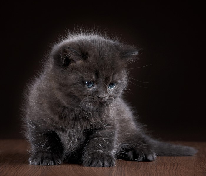 Fluffy grey kitten with blue eyes