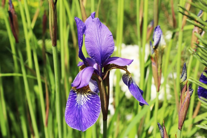 Purple Iris flower with green foliage