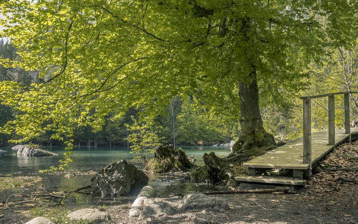 Wooden bridge by a lake with trees and rocks
