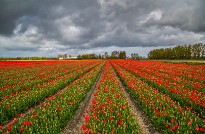 Fields of Red Tulips in the Netherlands