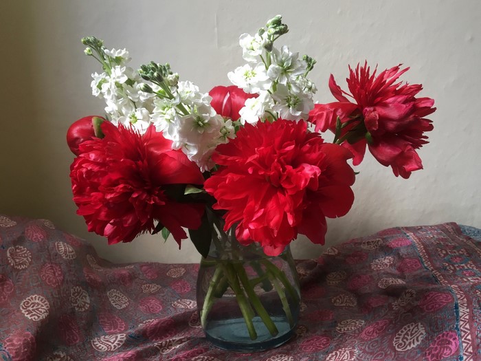 Red Peonies and White Stock Flowers in a Vase
