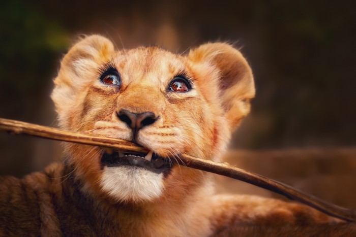 Lion cub chewing on a stick