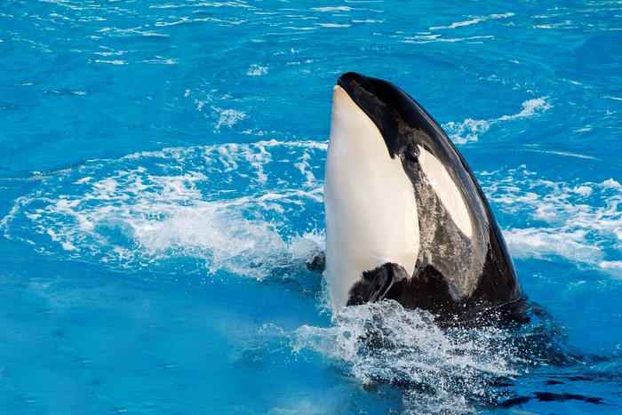Orca breaching in blue water