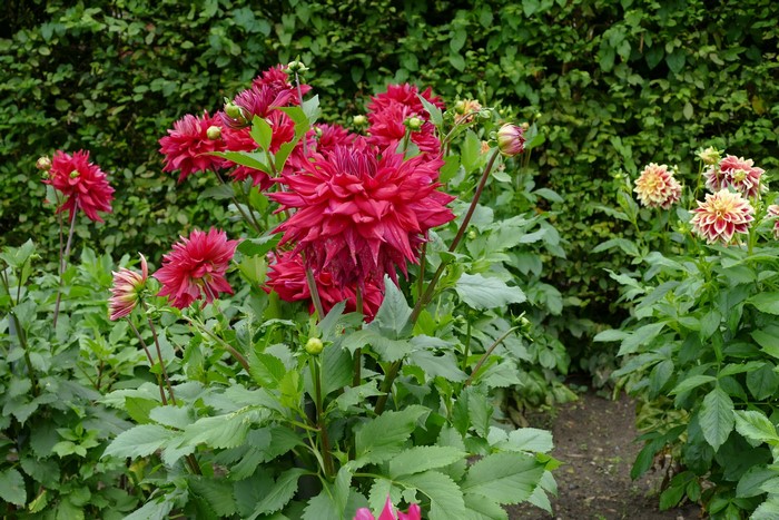 Red and yellow dahlias in a garden