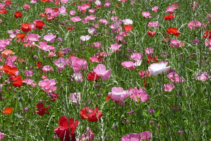 Field of Red and Pink Poppies