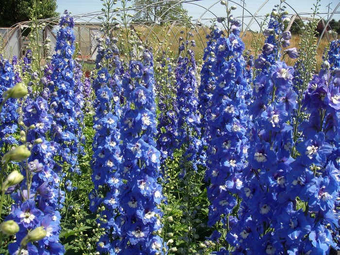 Field of Blue Delphinium Flowers
