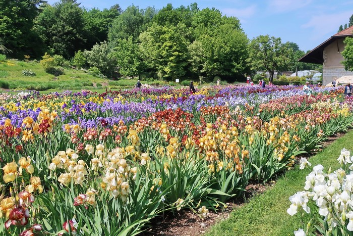 Field of Irises in a Garden in Basel, Switzerland