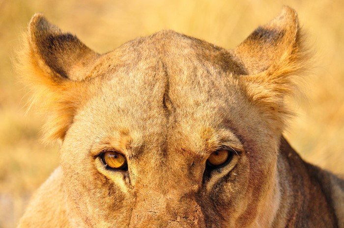 Close-up of a lioness's face and eyes