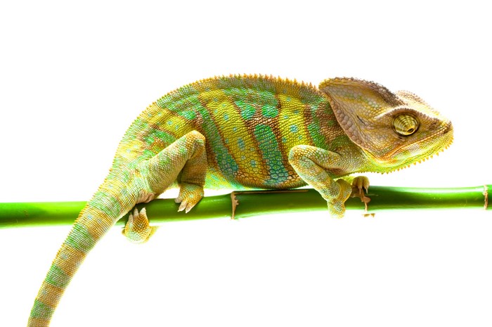 Chameleon on a bamboo branch