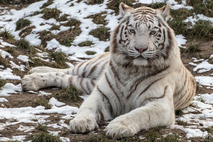 White tiger lying on the ground with snow
