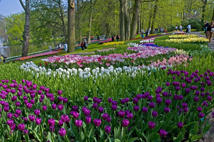 Keukenhof Gardens with Rows of Colorful Tulips